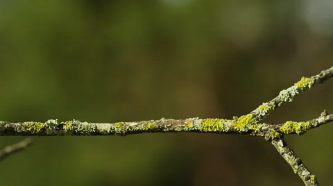 4K+ R3D - Cape White-eye - lands on branch looks around flies away B. Bird Stock Footage 41685479
