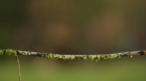 4K+ R3D - Fork-tailed Drongo - lands on branch looks around and flies off. Bird Stock Footage 41685417