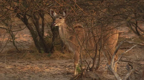 4K+ R3D - Greater Kudu - Drinking at waterhole. Africa mammal safari antelope Stock Footage 41300297