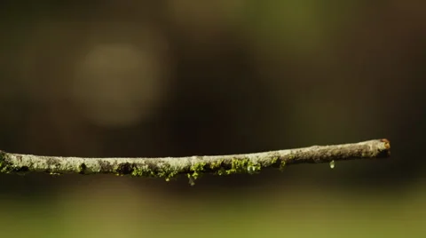 4K+ R3D - Lesser Double-collared Sunbird - lands looks around flies away. Bird Stock Footage 41685571