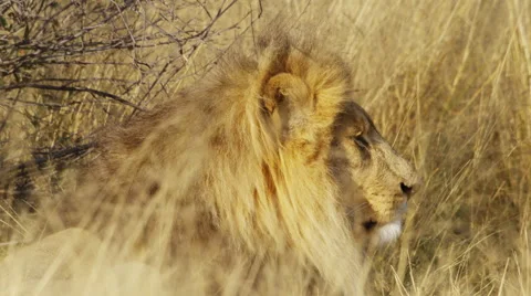 4K+ R3D - Lion - close shot of male lying in grass, turns to face camera. Africa Stock Footage 41300355