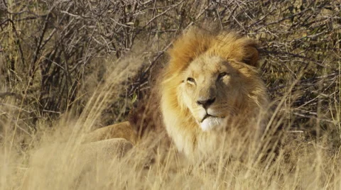 4K+ R3D - Lion - close shot of male lying in grass, looks toward camera. Africa Stock Footage 41300377