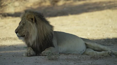 4K+ R3D - Lion - large black-maned male lying down medium. Africa wild animal Stock Footage 52269952