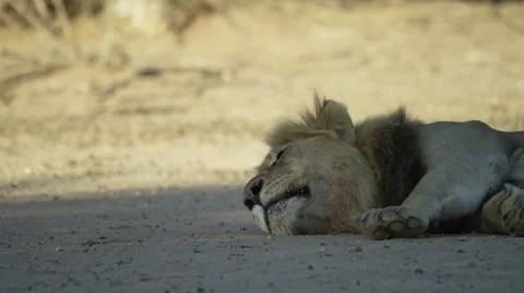4K+ R3D - Lion - large black-maned male lying down close shot. Africa predator Stock Footage 52269970