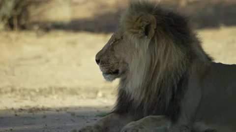 4K+ R3D - Lion - large black-maned male lying down. Africa nature predator cat Stock Footage 52270209