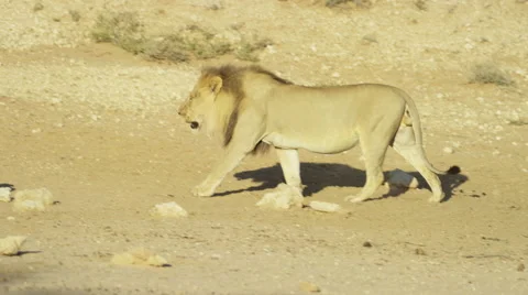 4K+ R3D - Lion - large black-maned male walks to waterhole and drinks. Africa Stock Footage 52319731