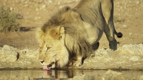 4K+ R3D - Lion - large black-maned male drinks from waterhole 2. Africa nature Stock Footage 52319748