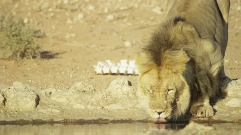 4K+ R3D - Lion - large black-maned male drinks from waterhole then looks around Stock Footage 52320015