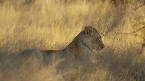 4K+ R3D - Lioness - gnawing on bone, medium shot. Africa cat kill eat feeding Stock Footage 41302000
