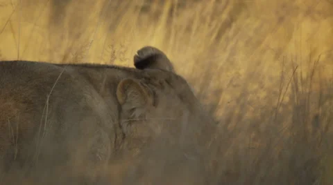 4K+ R3D - Lioness - gnawing on bone, close up. Africa cat predator kill eat feed Stock Footage 41302036