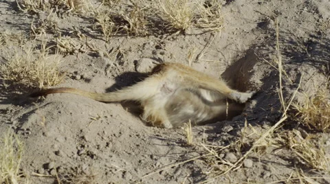 4K+ R3D - Meerkat - digging for scorpion, wide from above. Africa hunt cute Stock Footage 41713194