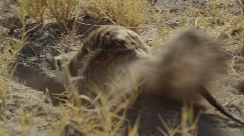 4K+ R3D - Meerkat - digging for scorpion, backlit medium from side. Africa cute Stock Footage 41713778