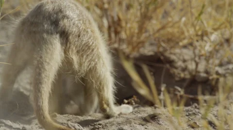 4K+ R3D - Meerkat - digging for scorpion, close up from behind. Africa hunt Stock Footage 41714372
