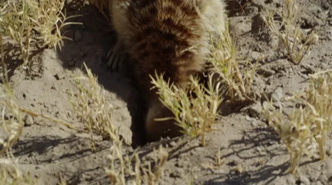 4K+ R3D - Meerkat - digging then eating scorpion, close up from above. Africa Stock Footage 41714101