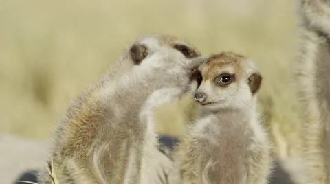 4K+ R3D - Meerkat - group of 3 standing sentinal, close up from front. Africa Stock Footage 41693880