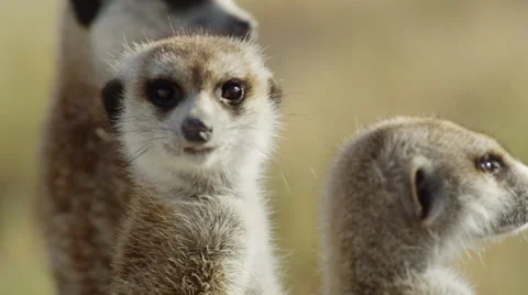 4K+ R3D - Meerkat - group of 3 standing sentinal, close up from side. Africa Stock Footage 41712091