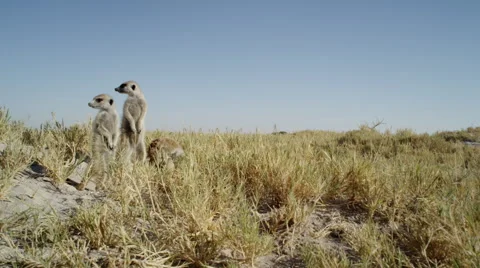 4K+ R3D - Meerkat - group of 3 standing sentinal, very wide, from front, scenic Stock Footage 41712667