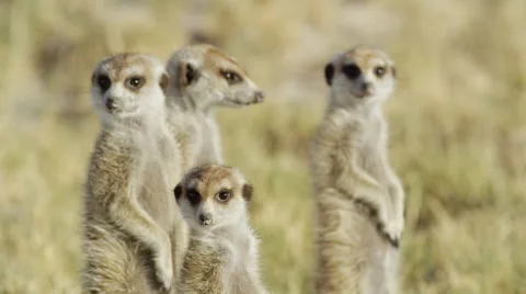 4K+ R3D - Meerkat - group of 4 standing sentinal, close up. Africa mammal cute Stock Footage 41687221