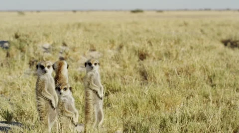 4K+ R3D - Meerkat - group of 4 standing sentinal, wide. Africa mammal cute Stock Footage 41687237