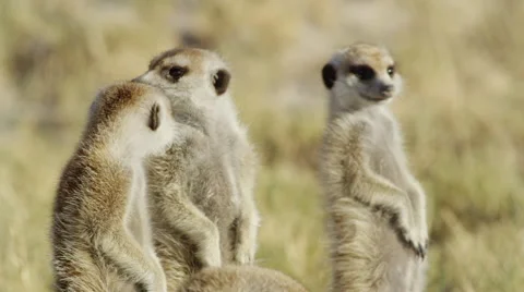 4K+ R3D - Meerkat - group of 4 standing sentinal, close up, pair preening. Stock Footage 41688610