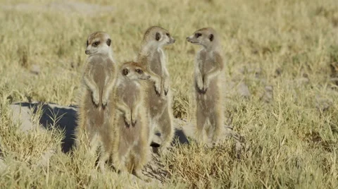 4K+ R3D - Meerkat - group of 4 standing sentinal, medium, from front. African Stock Footage 41693686