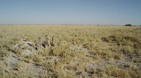 4K+ R3D - Meerkat - group standing sentinal, very wide, from front, scenic. Stock Footage 41712499