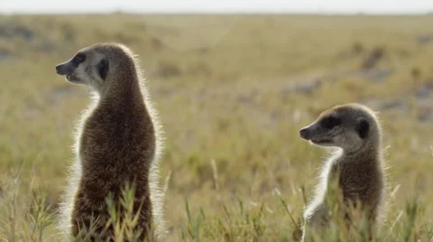 4K+ R3D - Meerkat - pair standing sentinal, backlit, medium, low from behind Stock Footage 41712173