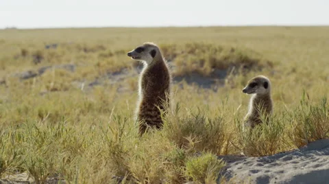 4K+ R3D - Meerkat - pair standing sentinal, backlit, wide, low from behind. Stock Footage 41712224