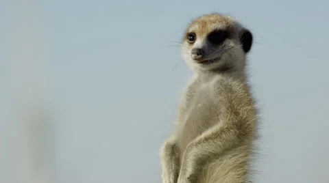 4K+ R3D - Meerkat - standing sentinal, close up, low from side. Africa mammal Stock Footage 41711995