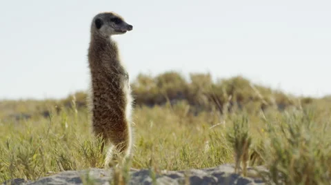 4K+ R3D - Meerkat - standing sentinal, backlit, medium, low from behind. Africa Stock Footage 41712059