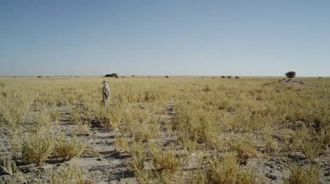 4K+ R3D - Meerkat - standing sentinal, very wide, from side, scenic. Africa Stock Footage 41712964