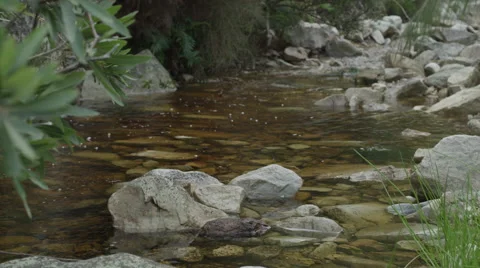 4K+ R3D - Mountain stream - clear water over rocks, wide. Nature clean pristine Stock Footage 41733447