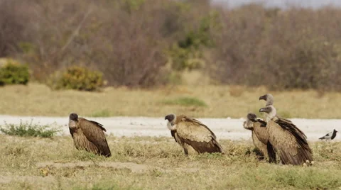4K+ R3D - White-backed Vulture - flock on ground, one walks out of frame. Africa Stock Footage 41301606