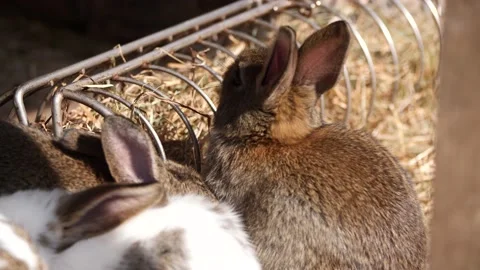 4K| rabbit Stock Footage 218585018