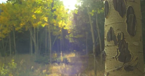 4K rack focus aspen tree trunk to Aspen colony with lens flare Stock Footage 55740174