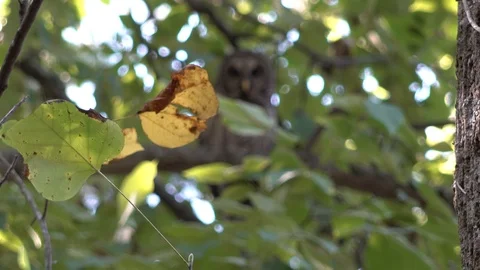 4K Rack Focus of Owl Video stock 116454959