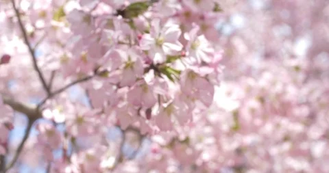 4k Rack Focus Pink Cherry Blossom Flowers in DC Stock Footage 106208606