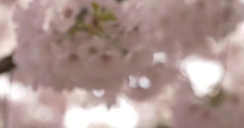 4k Rack Focus Pink Sakura Flowers Stock Footage 106208611