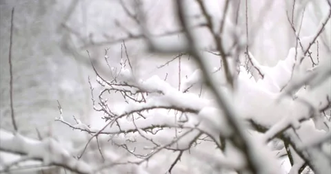 4K Rack Focus of Tree Branch in snowstorm / snowy day Stock Footage 148349741