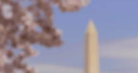 4k Rack Focus Washington Monument and Sakura Flowers Stock Footage 106208565