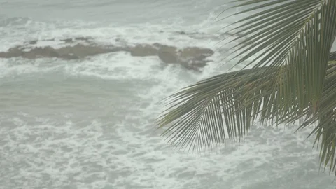 4k Rack from Palm Tree to Waves Crashing Stock Footage 98897073