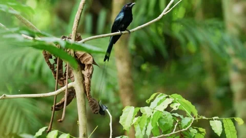 4K Racket Tailed Drongo, Singapore Stock Footage 337418138