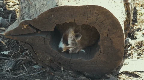 4K - Racoon inside log Stock Footage 62890039