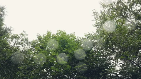 4K rain in the forest over the trees. Raining over leaves on day time Video stock 208476926