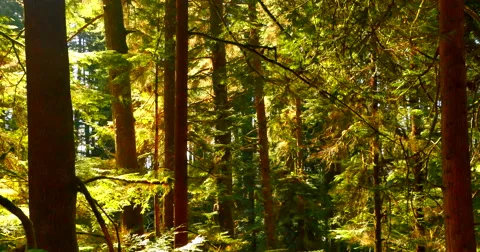 4K Rain Forest Trees and Sunlight, Pacific Northest Coast Stock Footage 48973169