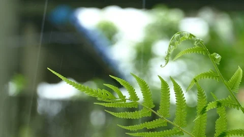 4K Rain splash droping to freshness macro green tree leaf Stock-Footage 99492859