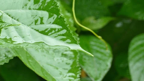 4K Rain splash droping to freshness macro green tree leaf Vídeos de archivo 99493993