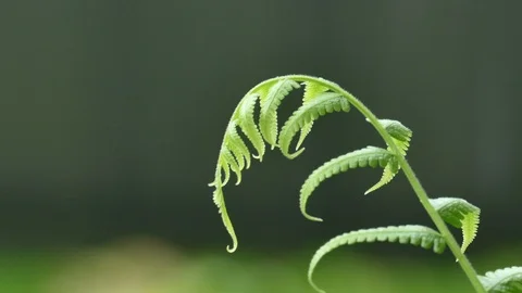 4K Rain splash droping to freshness macro green tree leaf Video stock 99494164