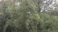 4k Rain at summer day with trees close up 4k or 4k+ Resolution