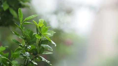 4k rain, Tree in Heavy Rain, 4k rainy season, 4k footage. Stock Footage 94165791